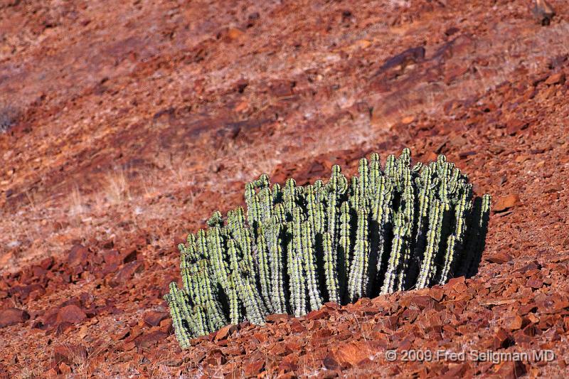 20090604_091853 D300 X1.jpg - Desert plant